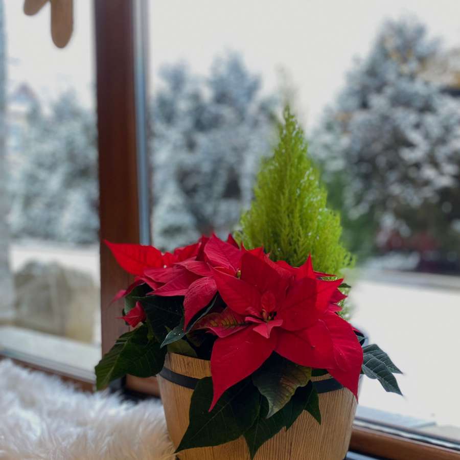 Restauracja Górska Białka Tatrzańska